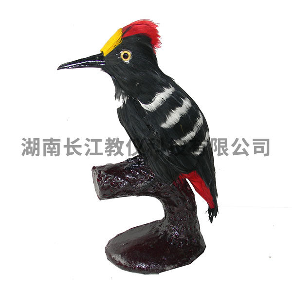 啄木鳥(niǎo)仿真模型